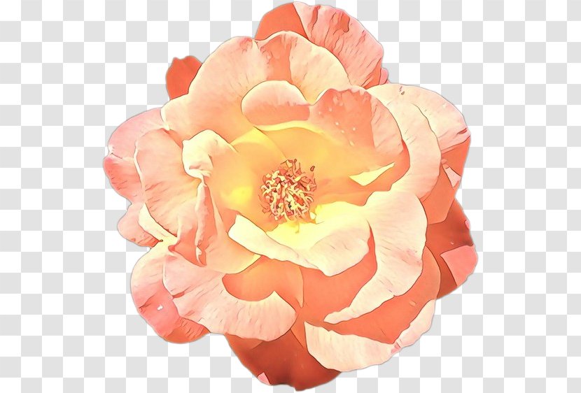 Garden Roses - Cartoon - Floribunda Plant Transparent PNG