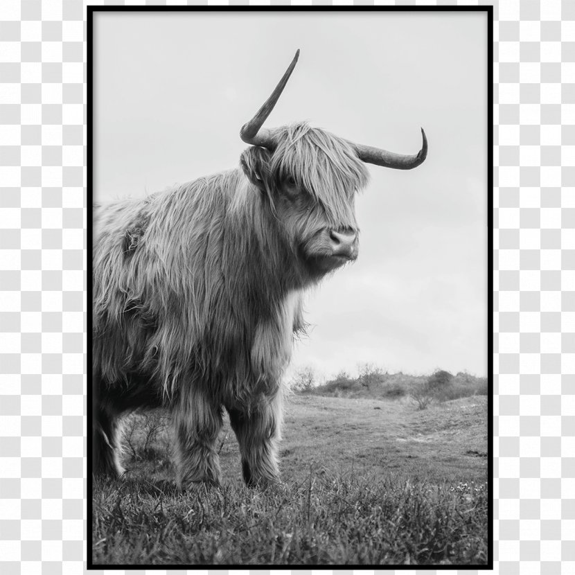 Royalty-free Cattle Cottage - Bull - Highland Transparent PNG