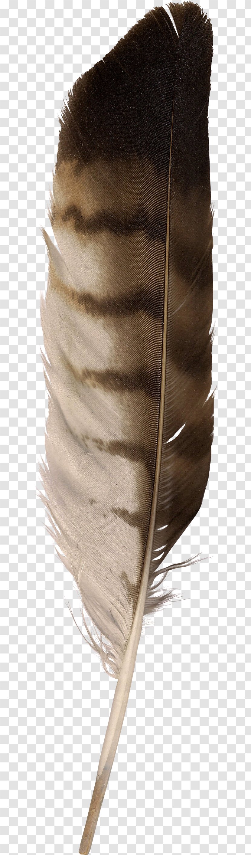 Eagle Feather Law Goose Transparent PNG
