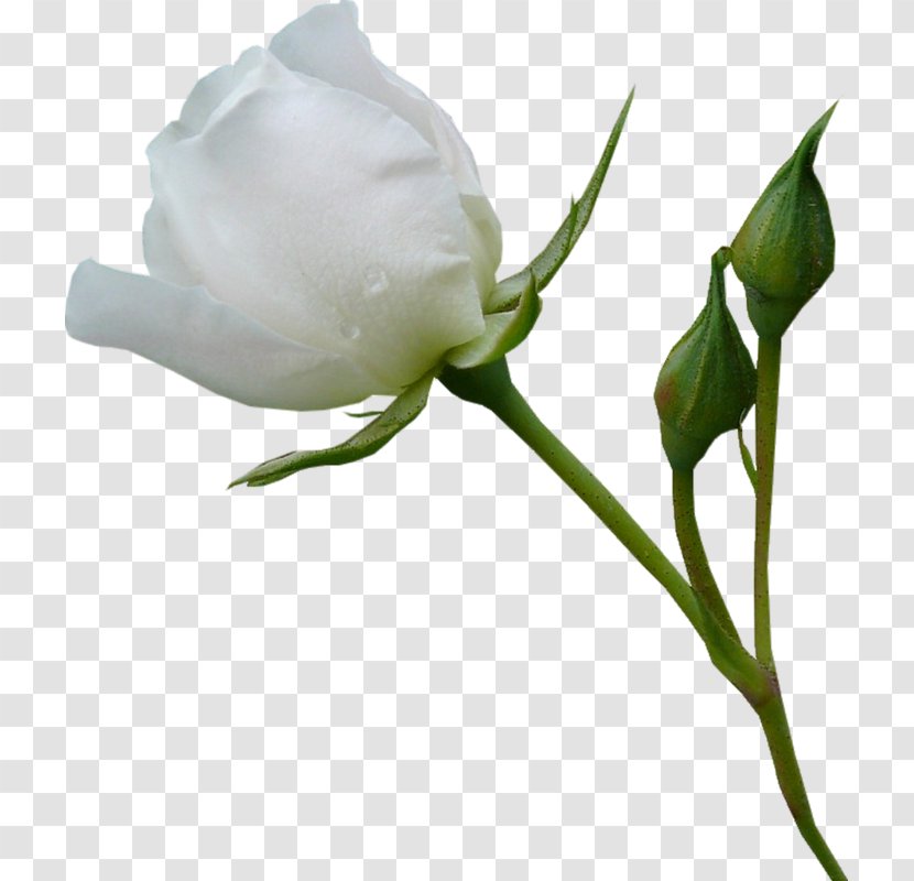 Beach Rose Garden Roses Flower - Plant - White Transparent PNG