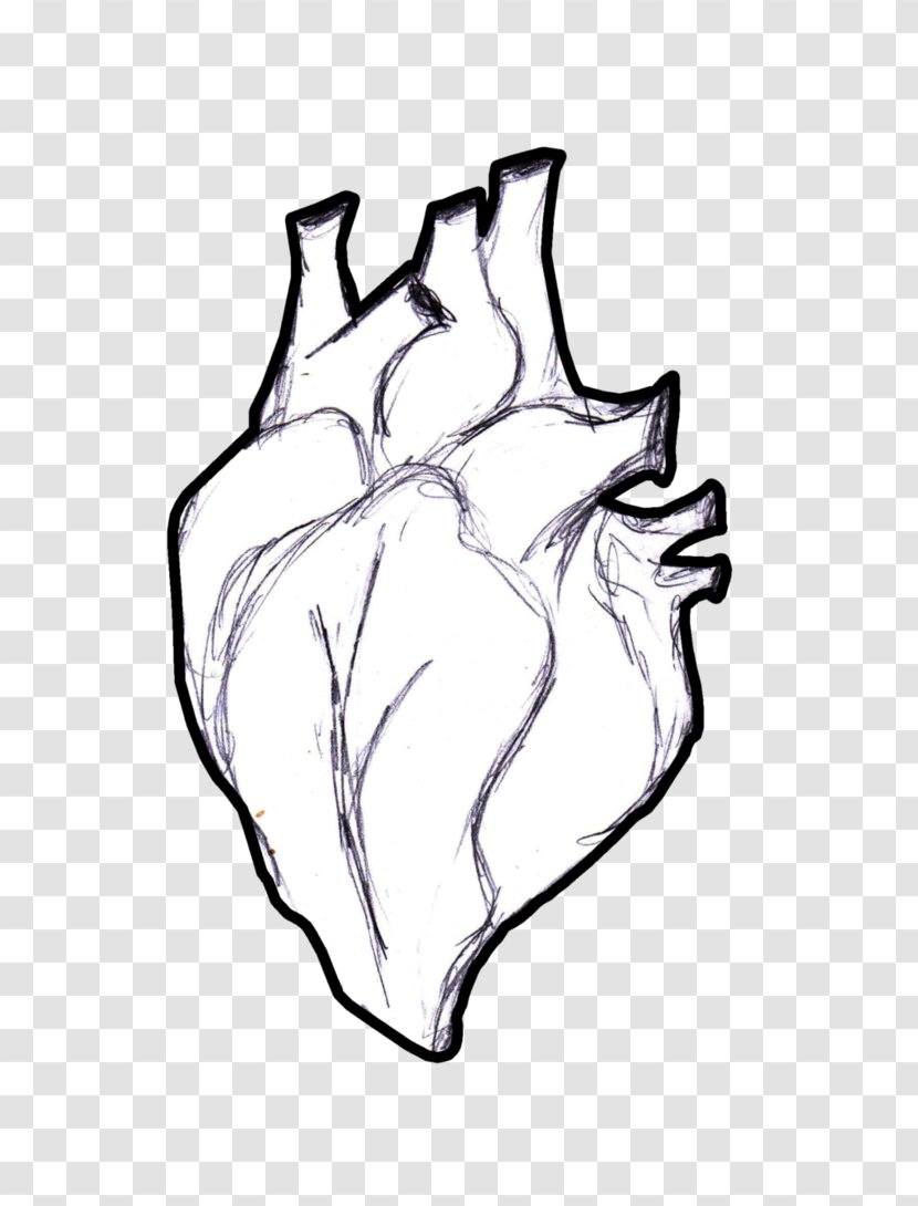 Heart Anatomy Coloring Book Human Body Clip Art - Flower Transparent PNG