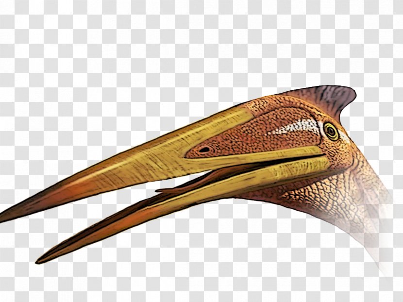 Jurassic Park - Dinosaur - Beak Pelican Transparent PNG