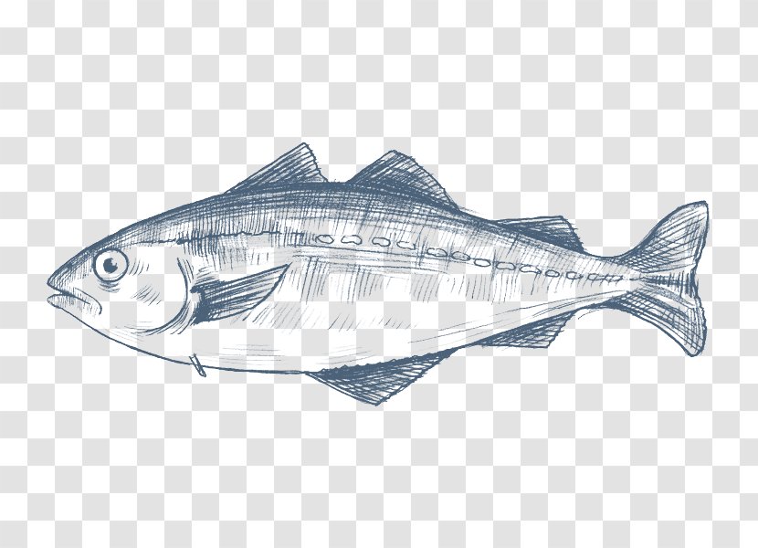 Pollack Fish Products Cod Pollock - European Pilchard Transparent PNG