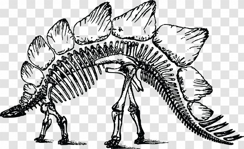 Stegosaurus Bone Wars Triceratops Skeleton Transparent PNG