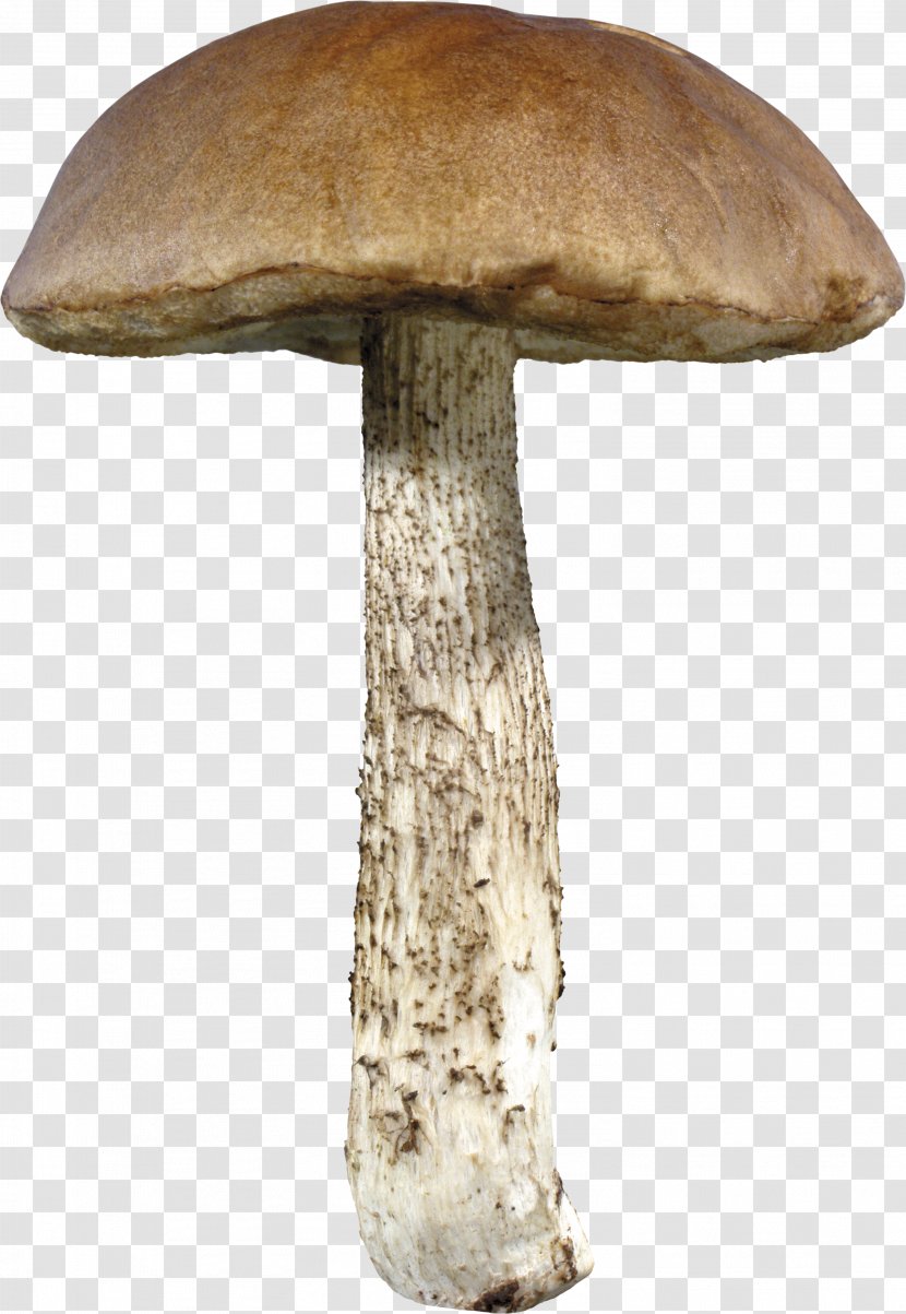 Mushroom - Table - Image Transparent PNG