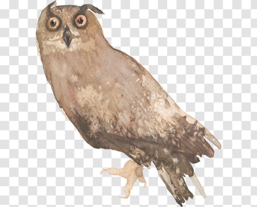 Owl Beak Clip Art - Hawk Transparent PNG