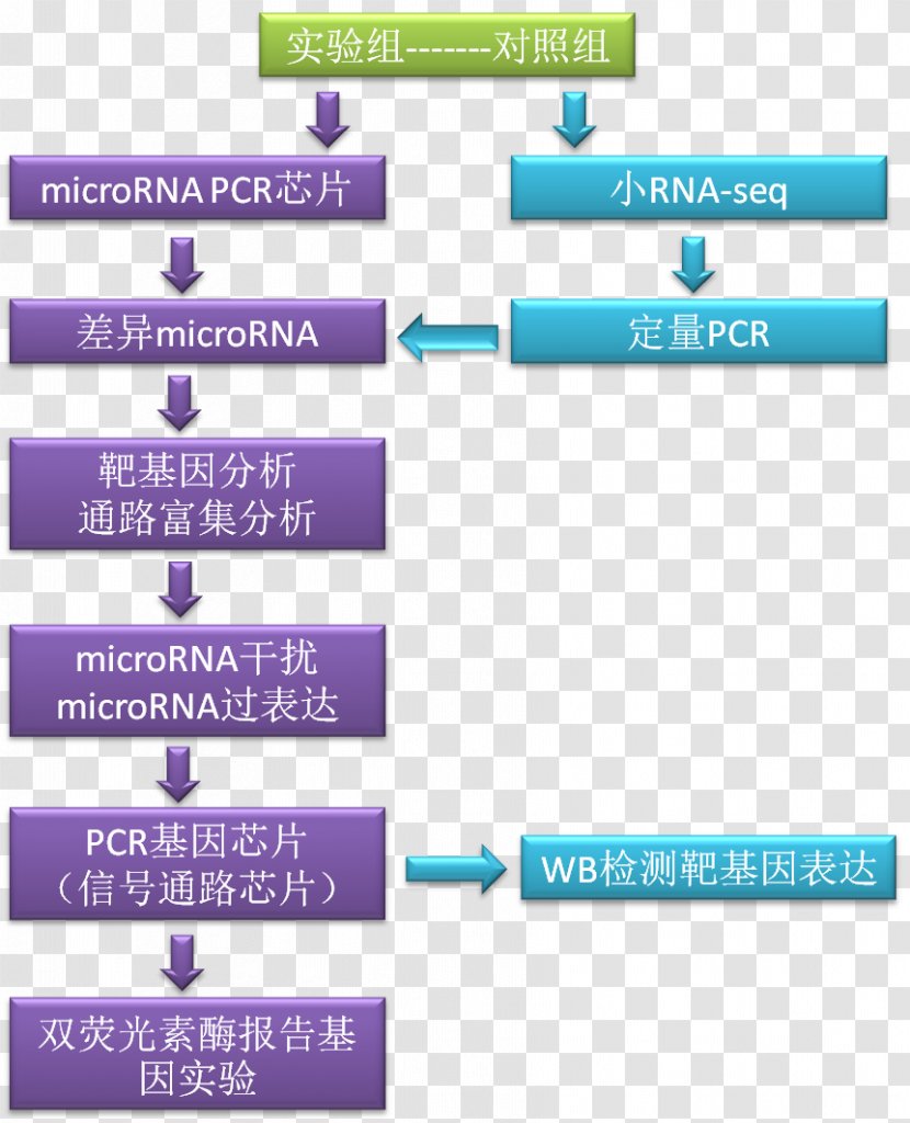 Research MicroRNA Circular RNA Science - Sequencing - Microrna Transparent PNG