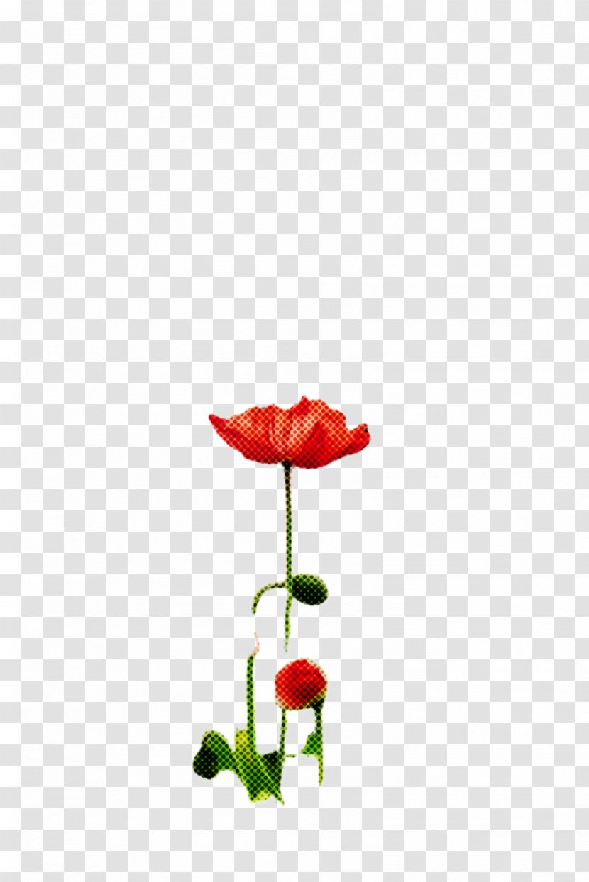 Flowers Background - Coquelicot - Wildflower Bud Transparent PNG