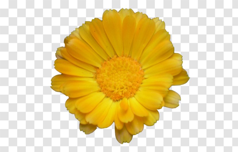 Flower Stock Photography Transvaal Daisy Clip Art - Calendula Transparent PNG