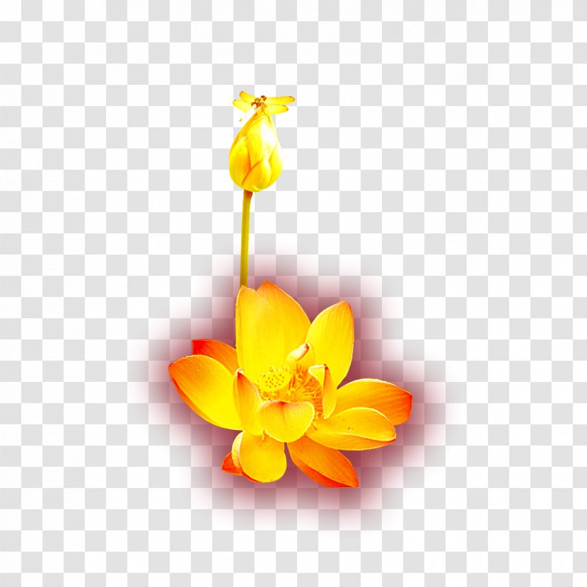 Gold Yellow Icon - Plant - Golden Lotus Transparent PNG