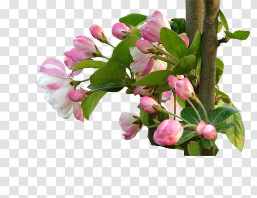 Lilium Floral Design Cut Flowers - Google Images - Lily Transparent PNG