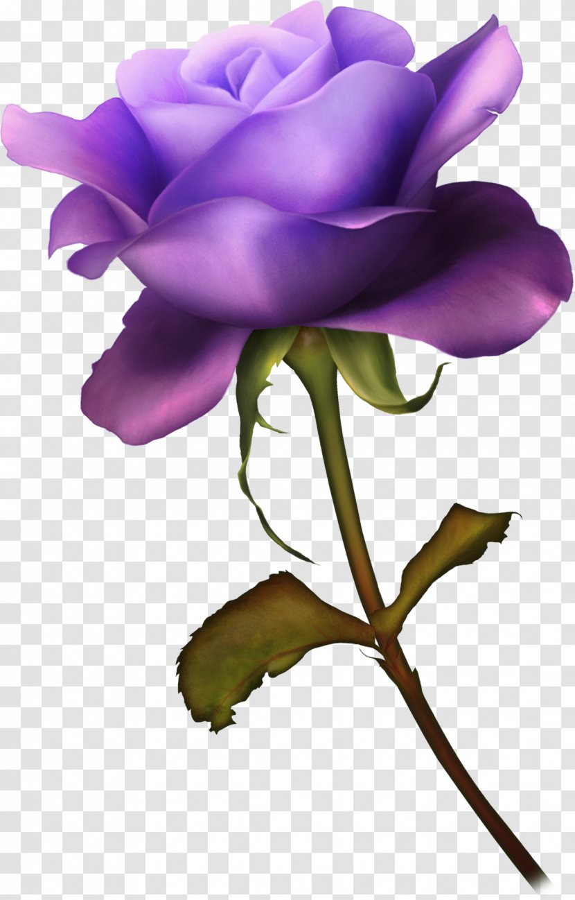 Garden Roses Cabbage Rose Ты — моя нежность Desktop Wallpaper Clip Art - Flora - Barnali Bagchi Transparent PNG