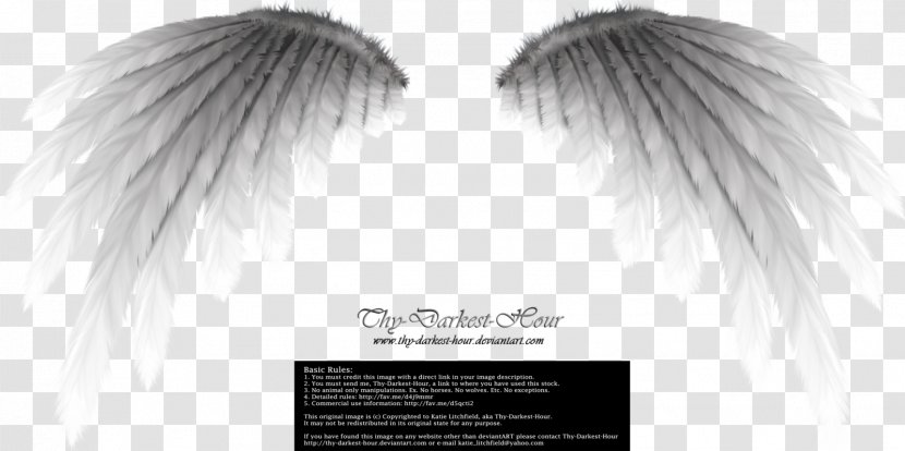 Angel Wing - Monochrome Photography - Border Transparent PNG