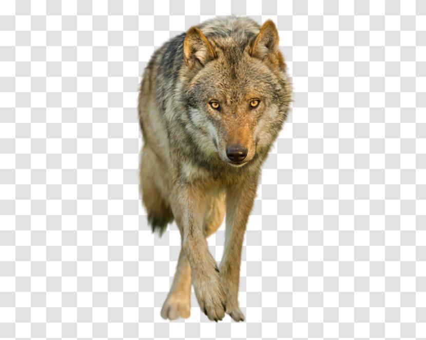Coyote Saarloos Wolfdog Clip Art - Red Wolf - Crepuscular Animal Transparent PNG