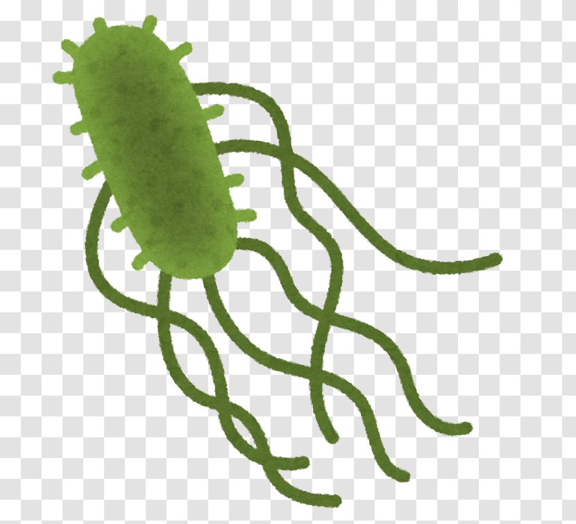 Food Poisoning Salmonella Infection Campylobacteriosis Escherichia Coli O157:H7 - E - O157h7 Transparent PNG