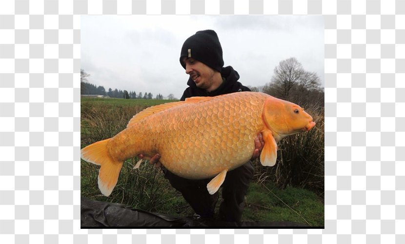 Limoges Koi Carp Sagnat Fish - Fishing - Carpe Transparent PNG