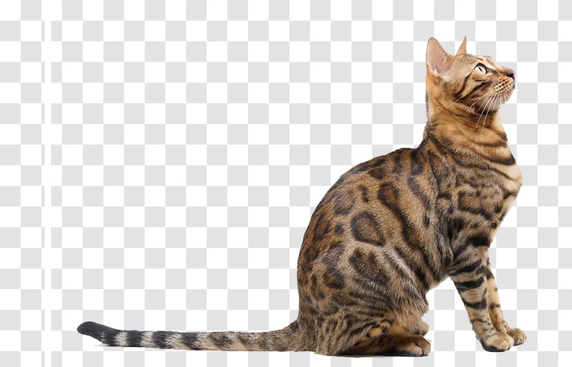 Bengal Cat Russian Blue Tiger Dog Veterinarian - Tabby - Looks Up To Heaven Transparent PNG