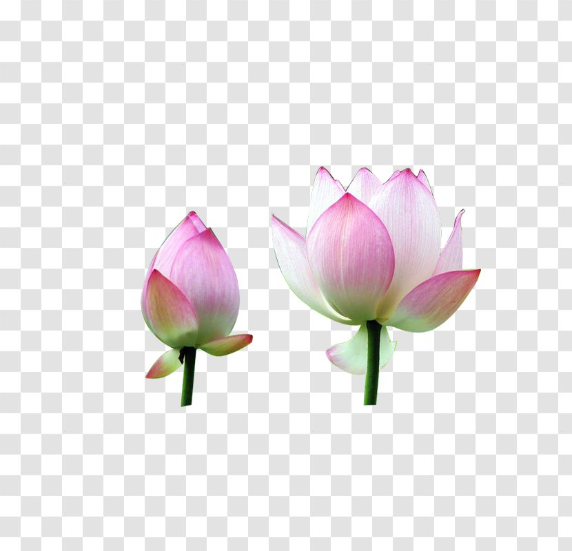 Nelumbo Nucifera Flower Water Lily - Creative Flower,Lotus Transparent PNG