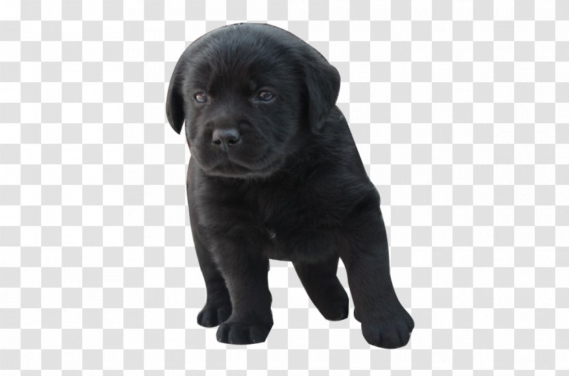 Labrador Retriever Cane Corso Puppy Vertebrate Dog Breed - Animal Transparent PNG