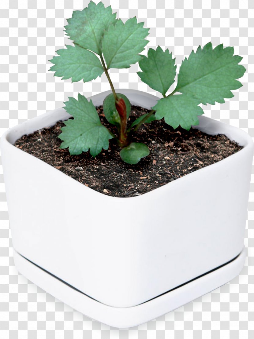 Flowerpot Leaf Houseplant Tree Herb Transparent PNG