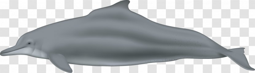 Spinner Dolphin Common Bottlenose Rough-toothed Tucuxi Short-beaked - Whitebeaked Transparent PNG