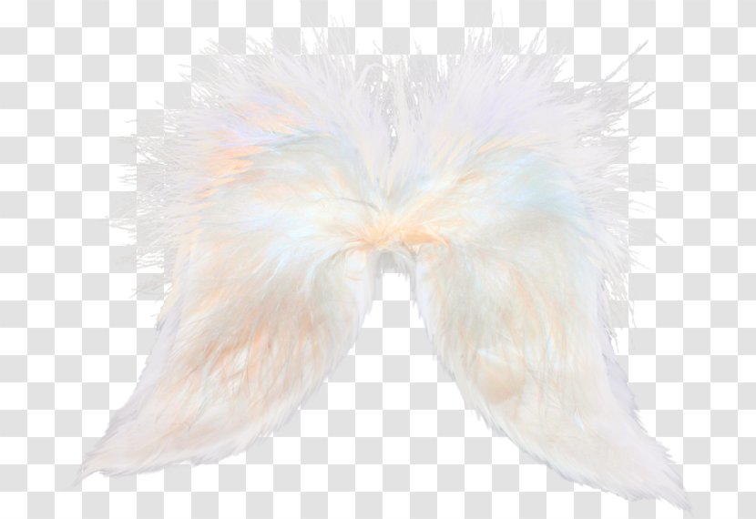 Feather Wing Tail White Transparent PNG