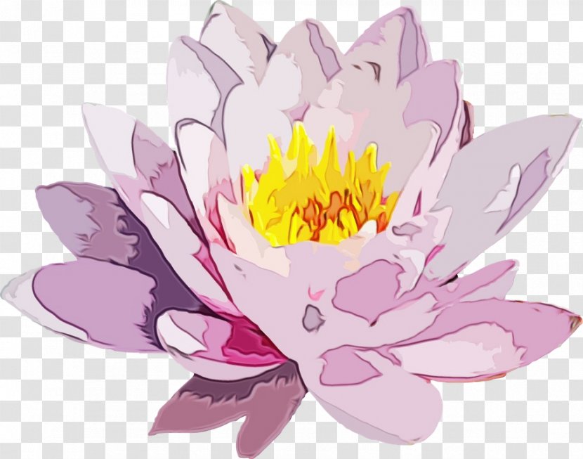 Lotus - Family - Plant Transparent PNG