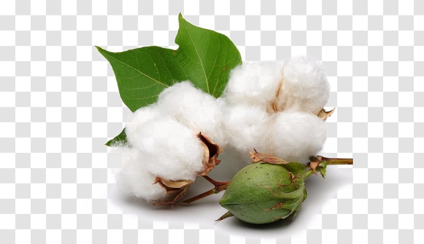 Organic Cotton Cottonseed Agriculture - Harvest - Hypericum Hirsutum Transparent PNG
