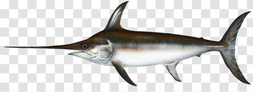 Swordfish Indo-Pacific Sailfish European River Lamprey Atlantic - Fin - Fish Transparent PNG