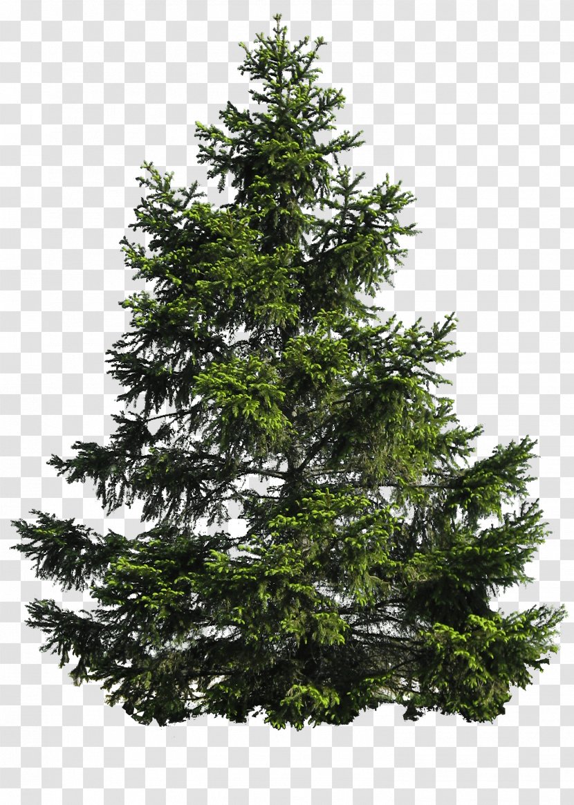 Pine Tree Clip Art - Plant - Image Download Picture Transparent PNG