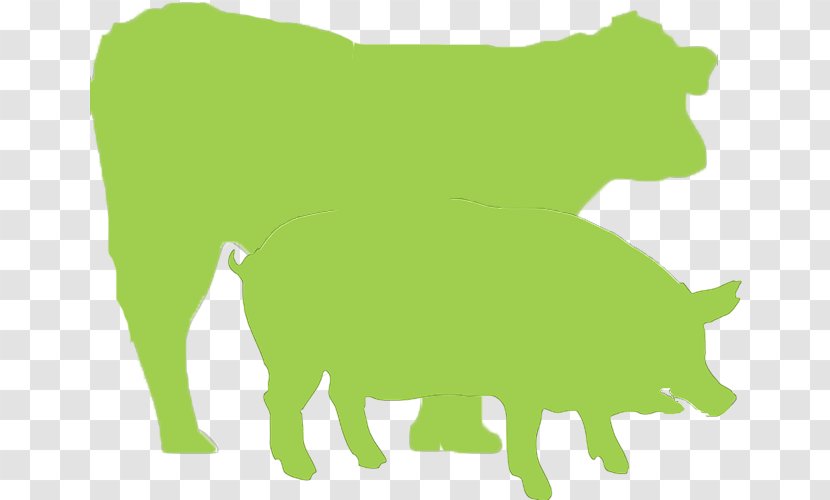 Cattle Colegio Oficial De Veterinarios Toledo Pig Veterinary Medicine Sheep - Bovine - Animales Destinados Al Consumo Transparent PNG