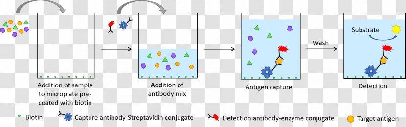 ELISA Streptavidin Horseradish Peroxidase Immunoassay - Polymerase Chain Reaction - Bioscience Transparent PNG