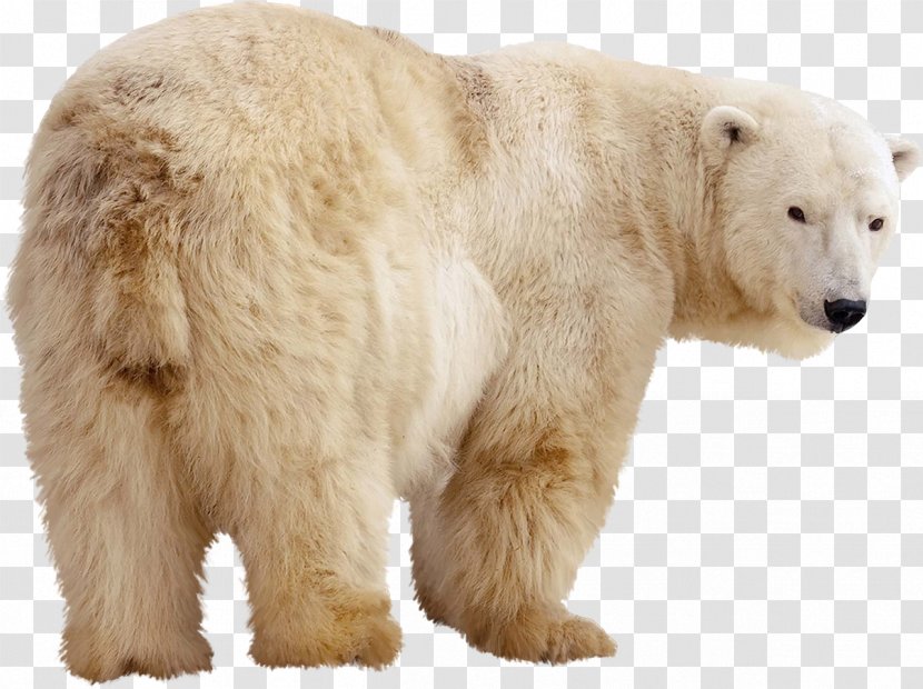 Polar Bear Stock Photography Kodiak Giant Panda Grizzly - Flower Transparent PNG