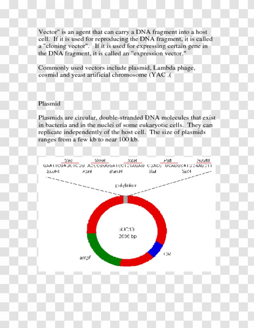 Line Angle Document Brand Transparent PNG