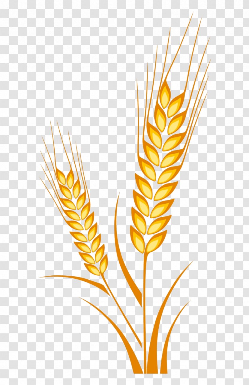 Wheat - Yellow - Poales Flower Transparent PNG
