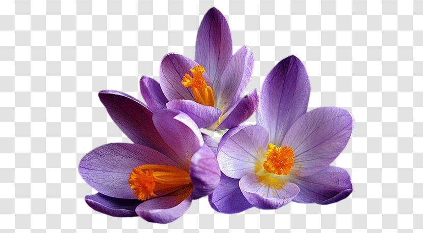 Flower Crocus Mauve Lilac Violet - Garden Roses - Fleur Transparent PNG