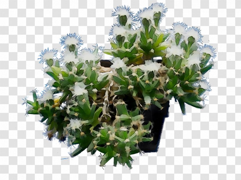 Flowerpot Houseplant Tree Shrub - Branch Transparent PNG