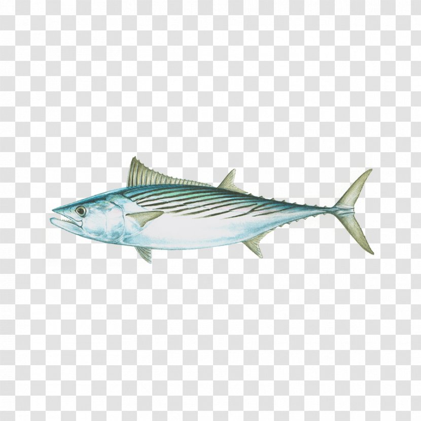 Little Tunny Mackerel Tuna Scombridae Skipjack Albacore - Fish - Bonito Background Transparent PNG
