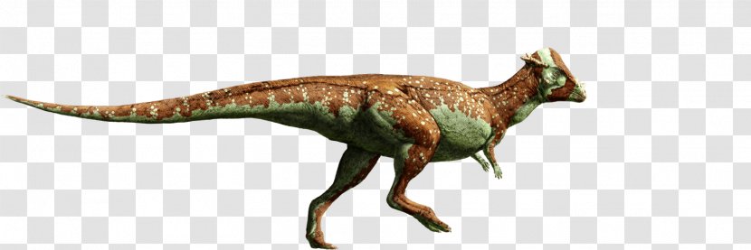 Triceratops Tyrannosaurus Velociraptor Pachycephalosaurus Hadrosaurus - Fauna - Dinosaur Transparent PNG