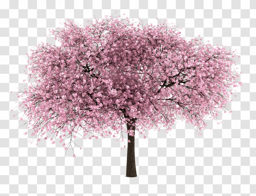 International Cherry Blossom Festival Tree - Spring - Almond Transparent PNG