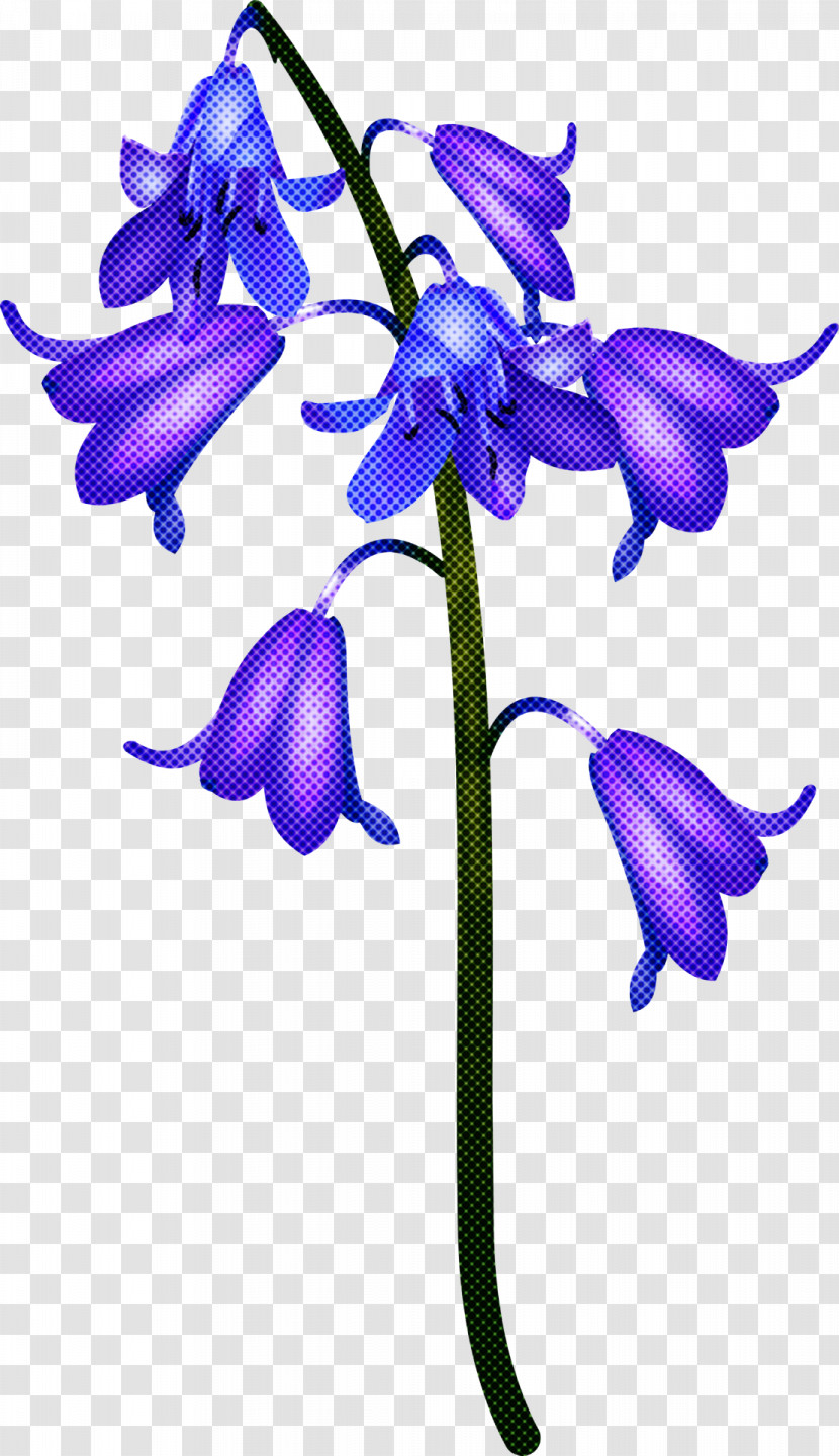 Flower Plant Purple Violet Bellflower Family Transparent PNG