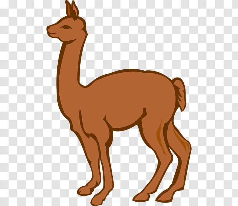 Llama Alpaca Drawing Clip Art - Arabian Camel - Wildlife Transparent PNG