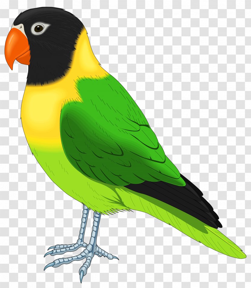 Lovebird Parrot Pet Clip Art - Fauna - Green And Yellow Bird Clipart Image Transparent PNG