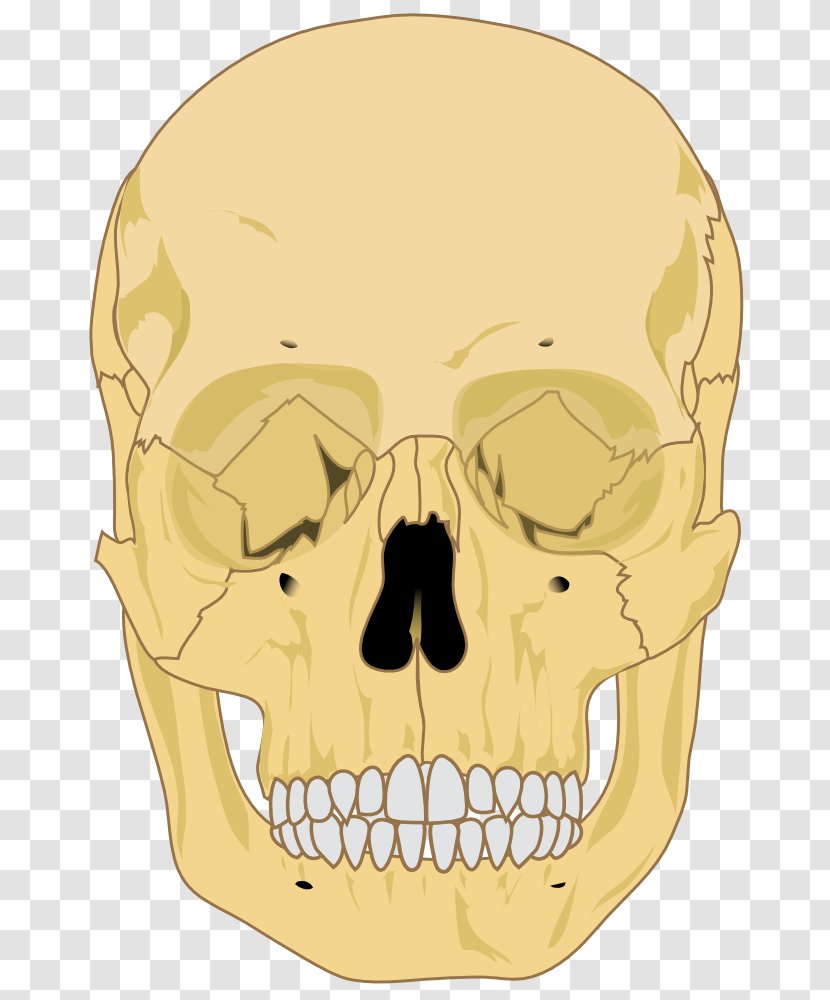 Human Skeleton Skull Anatomy Bone - Cartoon Transparent PNG
