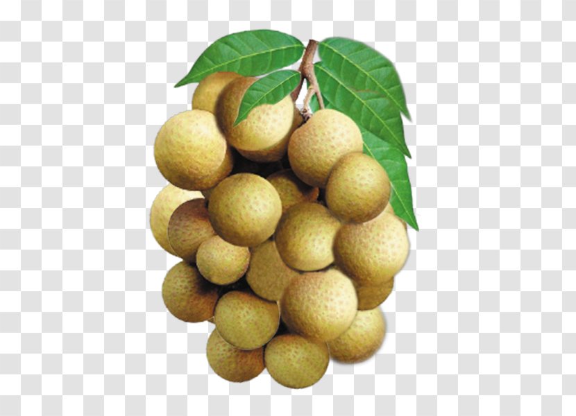 Longan Fruit English Vegetable Vocabulary - Language - Durian Transparent PNG