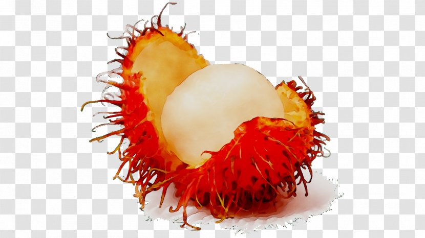 Rambutan Fruit Nephelium Chryseum Image Transparent PNG