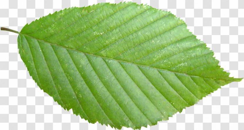 Stock Photography Leaf Tree - Green - Leaves Transparent PNG