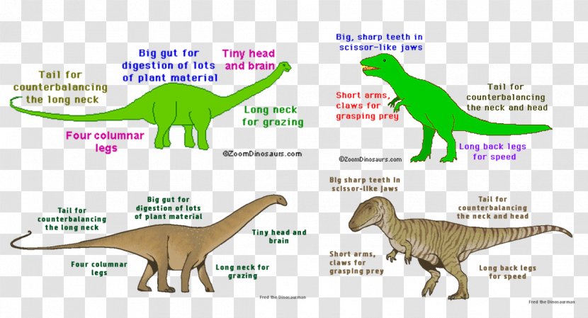 Tyrannosaurus Velociraptor Supersaurus Diagram - Rex Toy Story Transparent PNG
