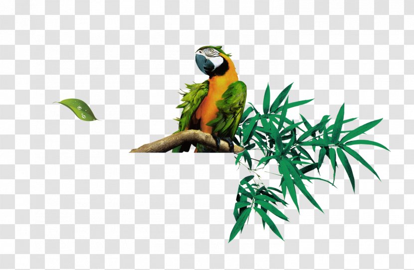 Bamboo Leaf Euclidean Vector - Branch - Parrot Transparent PNG