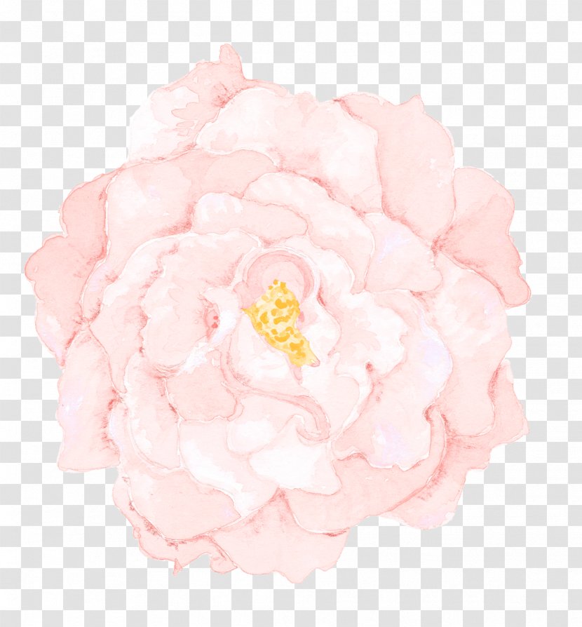 Flowers Background - Rose Family - Order Flowering Plant Transparent PNG